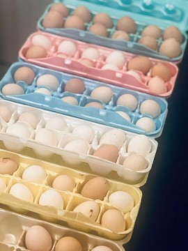 Egg hatching service Pennsylvania