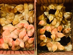 Chick hatchery Pennsylvania