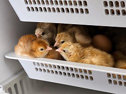 Hatching chicks Pennsylvania