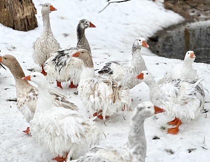Sebastopol geese Pennsylvania