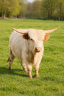 Herd Bull “Justice” Mini Highpark Red Tipped