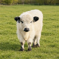 Upcoming Bull “Harold” Mini Highpark Black Tipped Polled