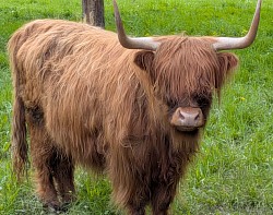 Red Brindle Mini Highland Cow “Lemon”