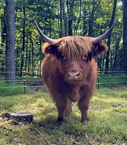 Red Mini Highland Cow “Poco”
