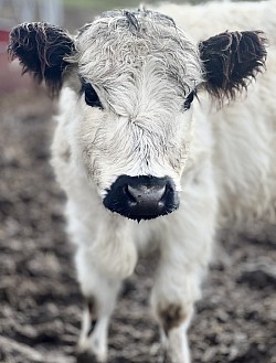 Mini Highpark Heifer “Libby”