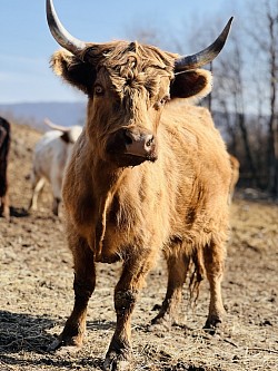 Dun Micro Highdex Cow “Ophelia”