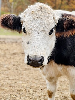 Mini Panda Cow “Cleo”