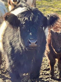 Mini Belted Cow “June”