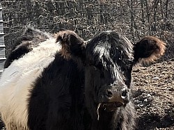 Mid-Size Belted Cow “Oreo”