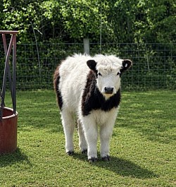 Mini Panda Heifer “Panda”
