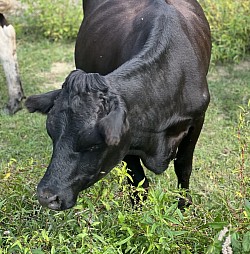 Micro Dexter Cow “Libbet”