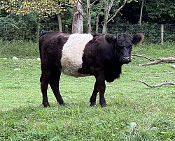 Mini Belted Cow “Lebby”
