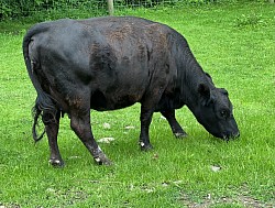 Micro Lowline Cow “Elby”