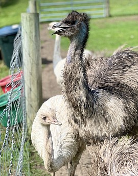 Rhea emu together Pennsylvania