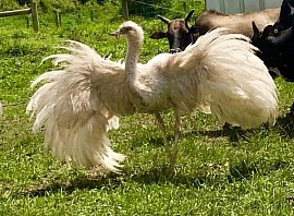 Male Rhea Pennsylvania breeding