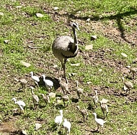 Rhea male with chicks Pennsylvania