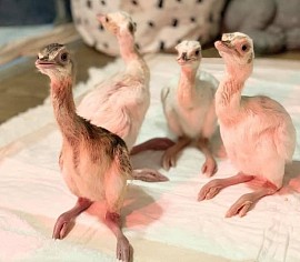 Newly hatched Rhea chick Pennsylvania