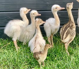 Baby chick with Rhea companion