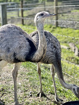 Grey Rhea Pennsylvania