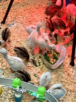Feeding Rhea chicks
