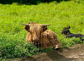 Highland mini bull Pennsylvania