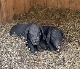 Meishan pig Pennsylvania