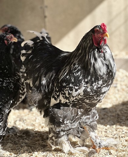 Black mottled Brahma Pennsylvania