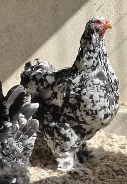 Black mottled Brahma Pennsylvania