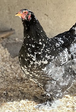 Black mottled Brahma Pennsylvania