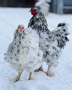 Blue splash Brahma Pennsylvania