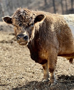 Herd Bull “Big D” Dun micro chondro+ Belted