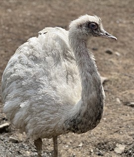 Rhea birds Pennsylvania