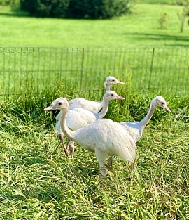 Rhea chicks Pennsylvania breeder